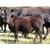 Image 4 : L & J Ranch - 640# October Delivery Steer Calves - 58 Head (Harptree, SK)