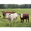 Image 5 : Shane & Tanya Roberts - 1030# September Delivery Grass Steers - 60 Head (Leslieville, AB)