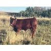 Image 5 : Generation Gap - 610# Steer Calves - 70 Head (Veteran, AB)