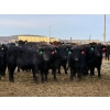 Image 1 : Rafter T Ranches - 750# February Delivery Steers - 112 Head (Scandia, AB) VBP+