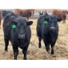 Image 2 : Justin Tateson - 925# March Delivery Steers - 70 Head (Scandia, AB)