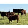 Image 2 : Church Hill Land & Cattle - 15 Red Simm/Angus April/May Calving Bred Heifers (Coderre, SK)