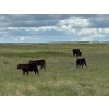 Image 8 : Paragon Ranch - 515# Sept/Oct Delivery Steer Calves - 110 Head (Bengough, SK)