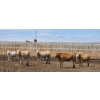 Image 5 : Ripple Rock Ranch - 715# June Delivery Heifers - 99 Head (Fincastle, AB)