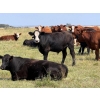 Image 7 : Riverbend Ranch - 1080# September Delivery Grass Steers - 225 Head (Coronation, AB)