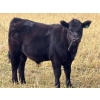 Image 4 : Pittman Brothers Production - 720# October Delivery Steer Calves - 30 Head (Warner, AB)