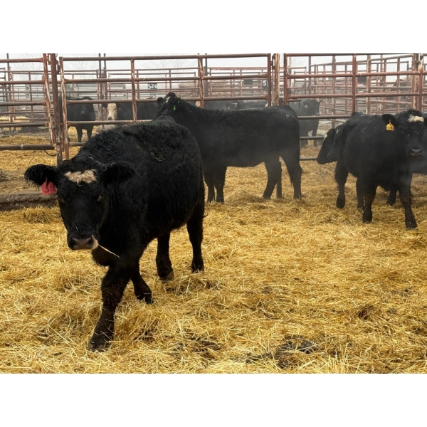 D6 Cattle Farm - 6 Heifers (Pen 408)