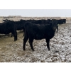 Image 4 : Darrell Goldsmith - 650# March/April Delivery Heifers - 91 Head (Hoosier, SK)