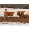 Image 3 : Layne & Brooke Magnuson - 825# January Delivery Steers - 148 Head (Warburg, AB)