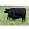 Image 10 : Malarky Farms - 35 Black/Black X Cow/Calf Pairs (Newdale, MB)