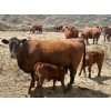 Image 6 : Meyer Cattle Inc. - 15 Red Angus X 3rd Calf Pairs (Lethbridge, AB)