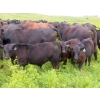 Image 14 : Spring View Ranch Ltd. - 610# November Delivery Steer Calves - 80 Head (Beaubier, SK)