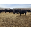Image 2 : Ripple Rock Ranch - 845# January Delivery Weaned Heifers - 50 Head (Fincastle, AB)