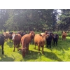 Image 2 : Kelly King - 880# September Delivery Grass Heifers - 140 Head (Cherhill, AB)