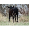 Image 5 : Lamb Cattle Company - 475# October Delivery Heifer Calves - 250 Head (Hanley, SK)