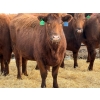 Image 2 : Fox Cattle Co. - 8 Bred Heifers (Pen 439)