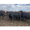 Image 2 : Birch Island Land & Cattle - 1050# June/July Delivery Heifers - 114 Head (Rhein, SK)