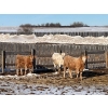 Image 3 : 9 - 9 Ranch Ltd. - 710# February Delivery Heifers - 75 Head (Coronation, AB)