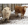 Image 5 : Valley Choice Land & Cattle Co. - 46 November Delivery Charolais X 2nd Calvers (Moosomin, SK)