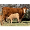 Image 7 : Sand Creek Enterprises - 580# October Delivery Heifer Calves - 23 Head (Duchess, AB)