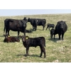Image 13 : McLeod Cattle Co. - 580# October Delivery Steer Calves - 95 Head (Claydon, SK) VBP+