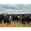 Image 4 : A&A Farms - 32 Black Blaze/Brockle Replacement Heifers (Coaldale, AB)