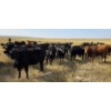 Image 8 : Twin Bridges Ranch - 865# September Delivery Grass Heifers - 153 Head (Maple Creek, SK)