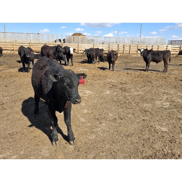 SVM Farms - 590# May Delivery Steers - 87 Head (Vauxhall, AB)
