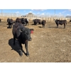 Image 1 : SVM Farms - 590# May Delivery Steers - 87 Head (Vauxhall, AB)
