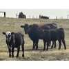 Image 7 : Thurston Newall Farms - 580# Steer Calves - 105 Head (Nightingale, AB)