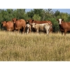 Image 2 : Logan Brothers (Rod, Barry & Bruce) - 615# October Delivery Heifer Calves - 80 Head (Oyen, AB)
