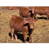 Image 4 : Rob Mossey - 920# April Delivery Steers - 67 Head (Vauxhall, AB)