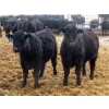 Image 7 : D & N Livestock - 740# March/April Delivery Steers - 160 Head (Peebles, SK) VBP+