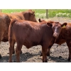 Image 3 : Ben Penner - 700# October Delivery Steer Calves - 50 Head (Purple Springs, AB)