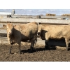 Image 16 : Williamson Farms - 922# April Delivery Heifers - 250 Head (Bow City, AB)