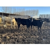 Image 4 : VJS Ag Corp. - 770# March/April Delivery Steers - 77 Head (Vanscoy, SK) VBP+