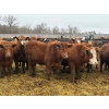 Image 3 : Brandt Boys Inc. - 1000# June Delivery Steers - 62 Head (Tolstoi, MB)