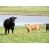 Image 6 : Circus Coulee Cattle - 550# November Delivery Steer Calves - 100 Head (Dorothy, AB) 