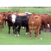 Image 3 : Ranahan Ranch - 950# June Delivery Steers - 65 Head (Whitewood, SK)