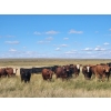 Image 2 : Spring Creek Colony - 890# September Delivery Grass Heifers - 120 Head (Central Butte, SK)
