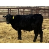 Image 10 : Upland Livestock - 550# April/May Delivery Steers - 60 Head (Wood Mountain, SK)