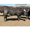 Image 5 : Birch Island Land & Cattle - 1050# May Delivery Steers - 228 Head (Rhein, SK)