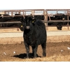 Image 6 : Habraken Farms Ltd. - 860# March Delivery Heifers - 72 Head (Scandia, AB)