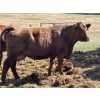 Image 10 : Black Powder Cattle Company - 36 Red & Black X Pairs (Oxbow, SK)