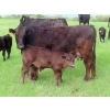 Image 8 : Knapp Farms - 550# October Delivery Steer Calves - 110 Head (Southey, SK)