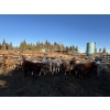 Image 2 : Jeff Smith - 660# October Deliver Steer Calves - 85 Head (Sundre, AB)