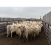Image 2 : Larry Konschuk - 900# April/May Delivery Heifers - 92 Head (Crossfield, AB)
