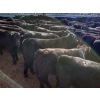 Image 6 : Layton Rosin Ranching - 550# October Delivery Steer Calves - 100 Head (Hanna, AB)