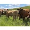 Image 8 : Patton Ranches Ltd. - 675# October Delivery Steer Calves - 90 Head (Maycroft, AB)