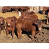 Image 4 : Rob Mossey - 925# March Delivery Steers - 67 Head (Vauxhall, AB)